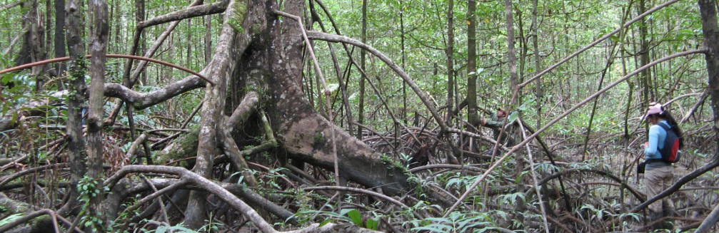 Investigadores llevando a cabo actividades de monitoreo en un bosque de manglar.Pacífico Colombiano.Jiner Bolaños, INVEMAR