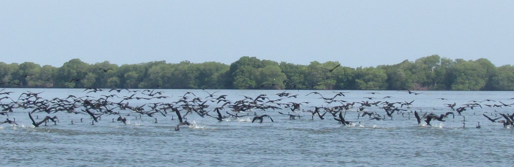 Bandada de cormoranes (Phalacrocorax brasilianus) recorriendo la Ciénaga Grande Santa marta.Ciénaga Grande de Santa Marta, Magdalena.INVEMAR-Programa CAM-Manglares