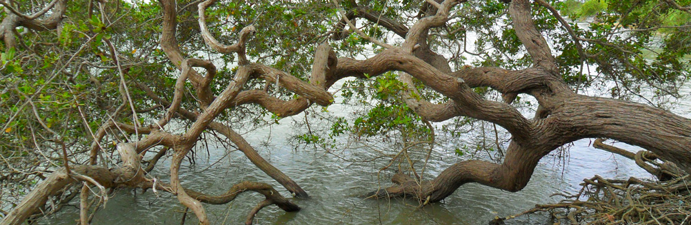 Árbol de Conocarpus erectus tumbado a orilla de la Laguna del Santuario de Fauna y Flora Los Flamencos, La Guajira, Colombia. 2013. Autor: Ostín Garcés-Invemar.