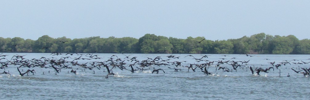 Bandada de cormoranes (Phalacrocorax brasilianus) recorriendo Ciénaga Grande de Santa Marta, Magdalena.INVEMAR-Programa CAM-RAE