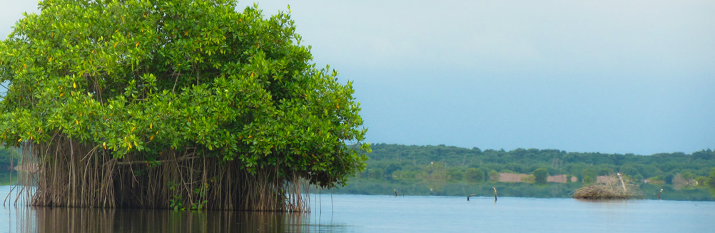 Árbol de manglar sobre la Ciénaga de la Ahuyama. Ciénaga Grande de Santa Marta. Magdalena, Colombia. 2013. Autor: Catalina Gómez-Invemar.