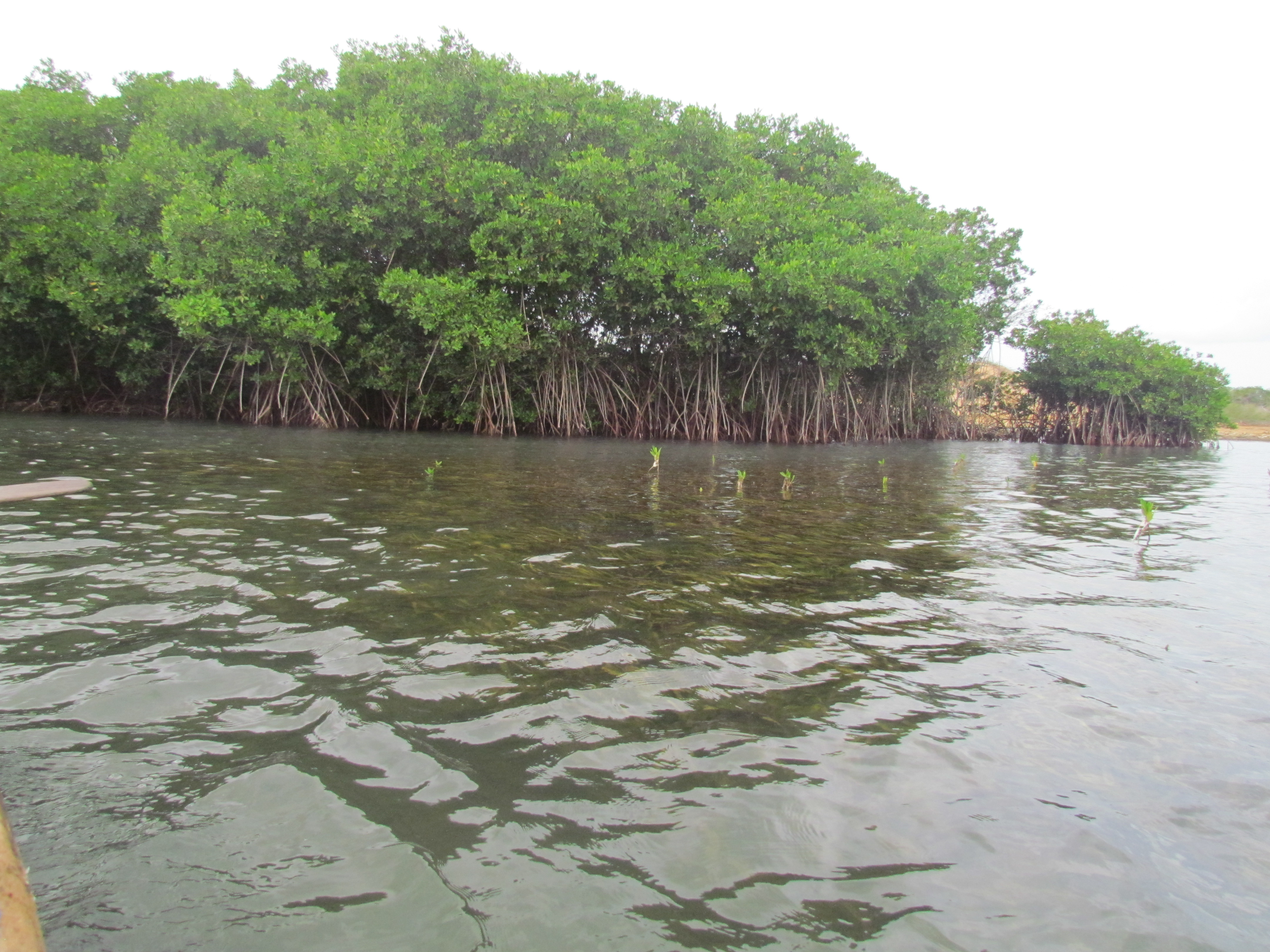 Manglares de borde de la especie Rizophora mangle, en Bahía Portete, circundados por pastos marinos y algunos árboles muy jóvenes de manglar.